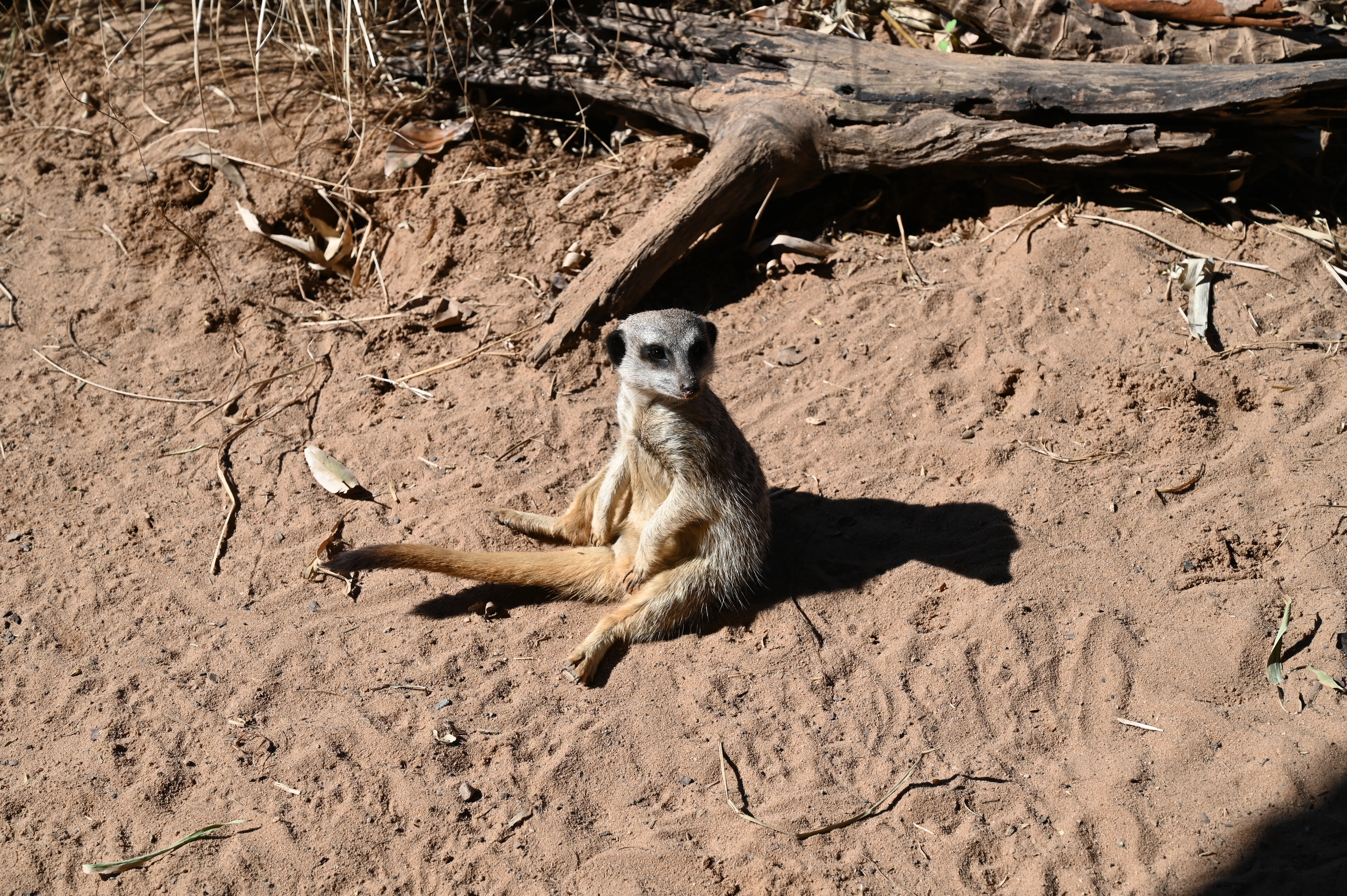 Meerkat