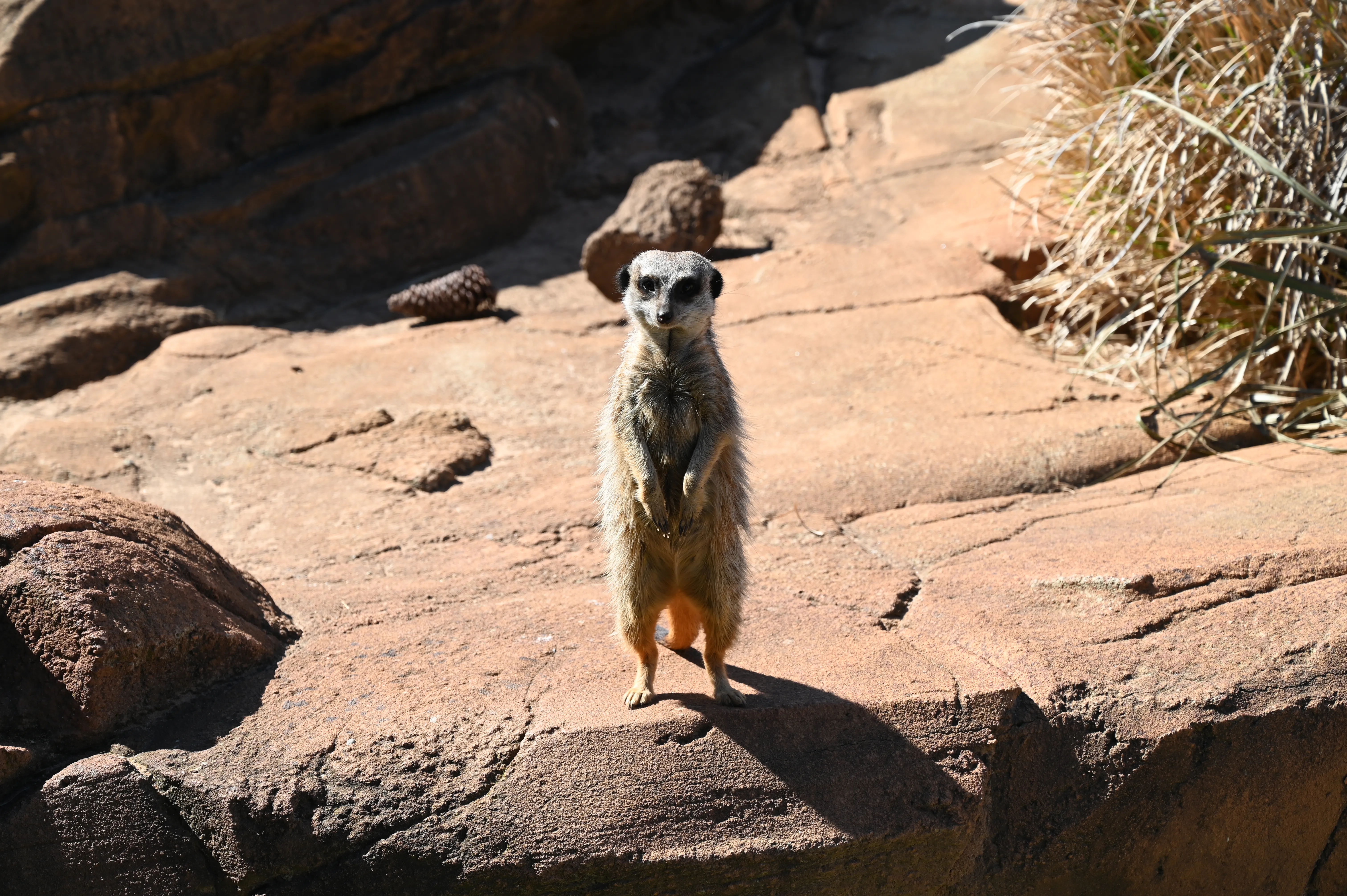 Meerkat 2