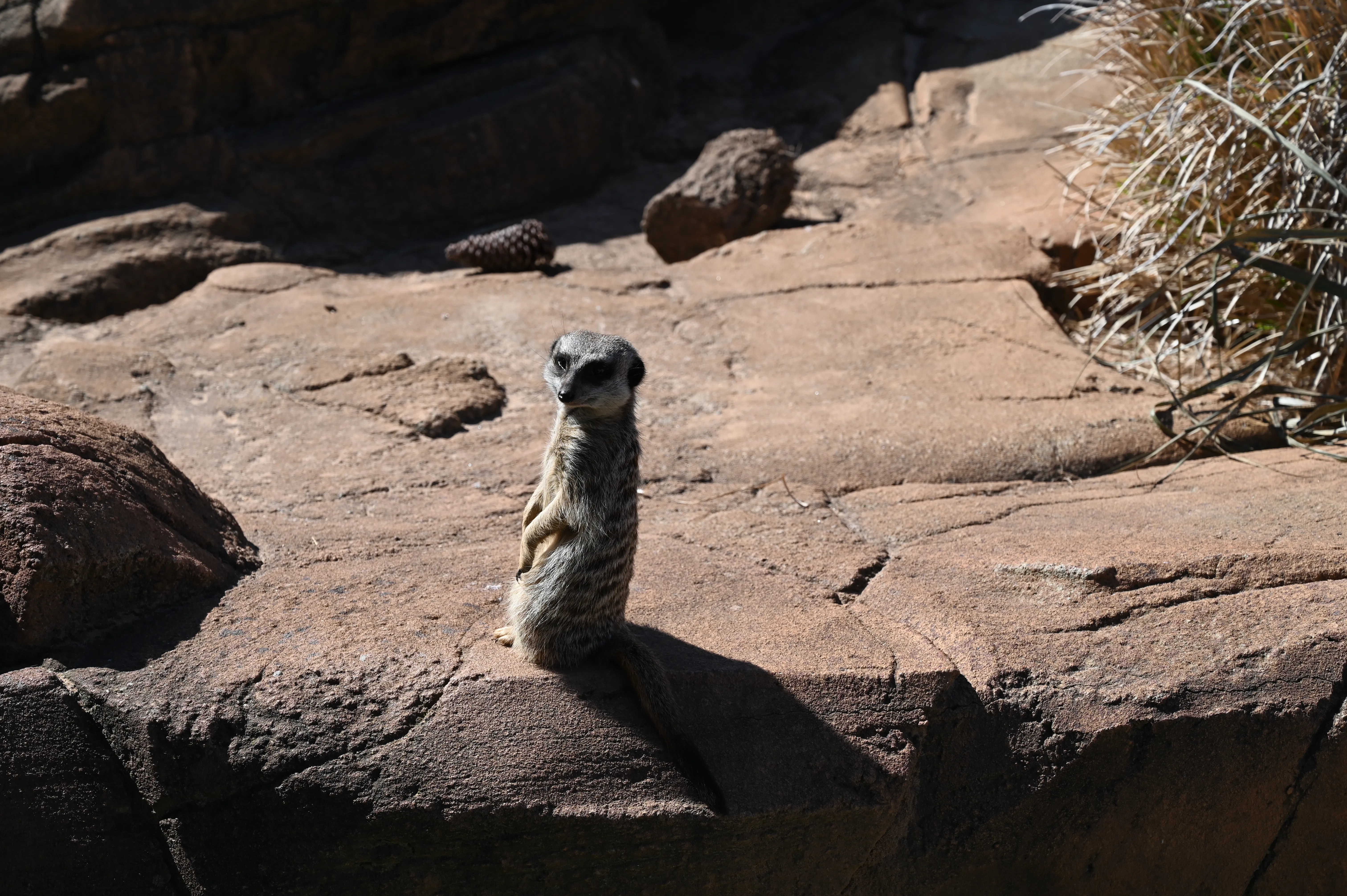 Meerkat 3